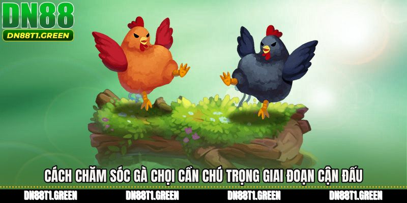 Cách chăm sóc gà chọi cần chú trọng giai đoạn cận đấu