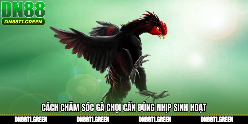 Cách chăm sóc gà chọi cần đúng nhịp sinh hoạt