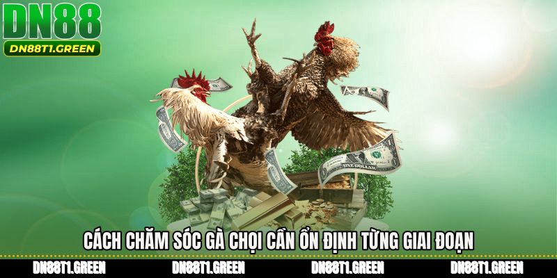 Cách chăm sóc gà chọi cần ổn định từng giai đoạn