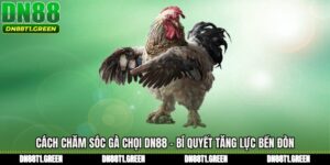 Cách Chăm Sóc Gà Chọi DN88 - Bí Quyết Tăng Lực Bền Đòn