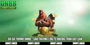 Đá Gà Thomo DN88 - Săn Thưởng Lớn Từ Những Trận Gay Cấn