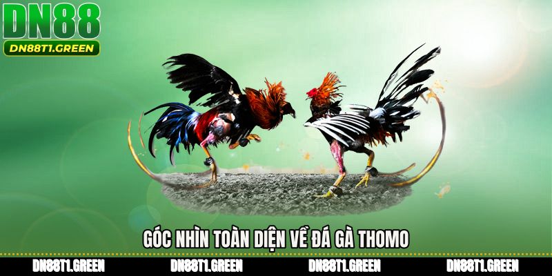 Góc nhìn toàn diện về Đá gà thomo