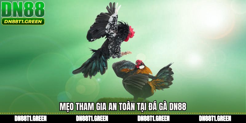Mẹo tham gia an toàn tại Đá gà DN88