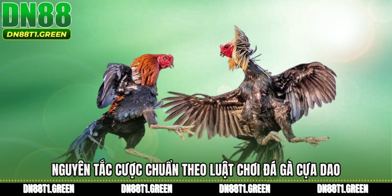 Nguyên tắc cược chuẩn theo Luật chơi đá gà cựa dao