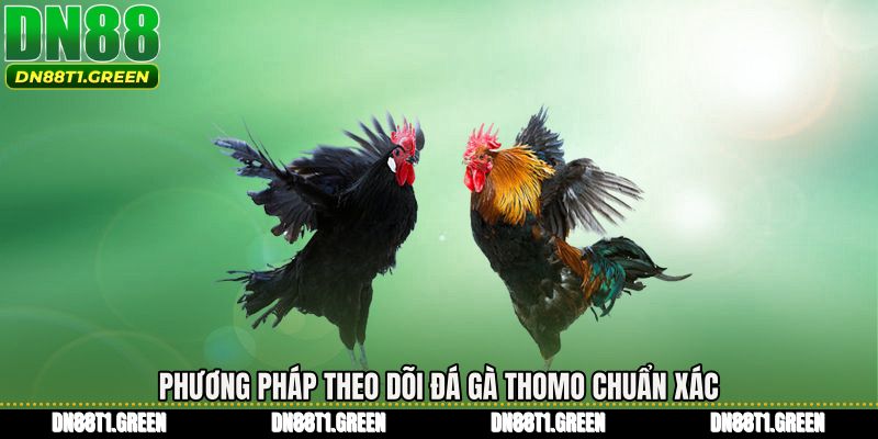 Phương pháp theo dõi Đá gà thomo chuẩn xác
