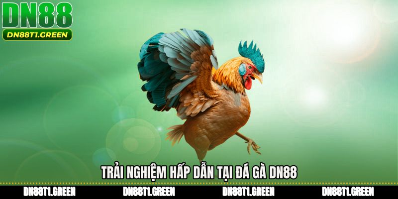 Trải nghiệm hấp dẫn tại Đá gà DN88